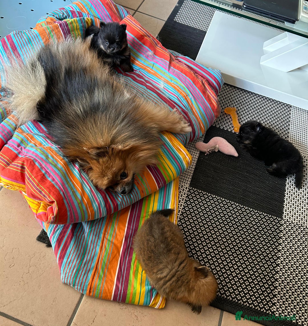 Volpino Pomerania cani in vendita: Cuccioli di volpino di pomerania a Provincia di Brescia - Immagine 4