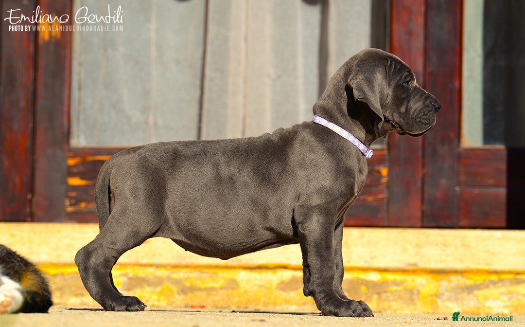 Alano cani in vendita: Alani cuccioli neri e blu - Annuncio 3