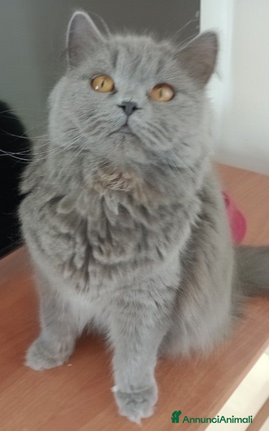 British gatti Brittish Longhair Chinchilla  - Annuncio 1