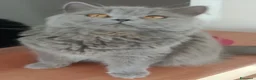 British gatti in vendita: Brittish Longhair Chinchilla  - Annuncio 1
