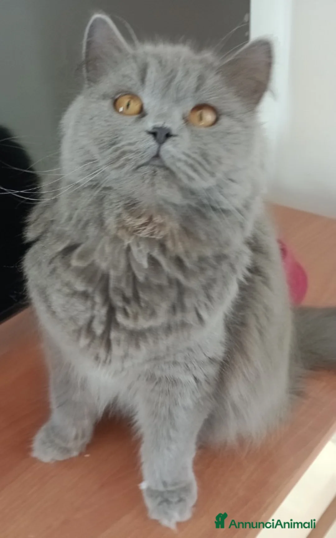 British gatti in vendita: Brittish Longhair Chinchilla  - Annuncio 1