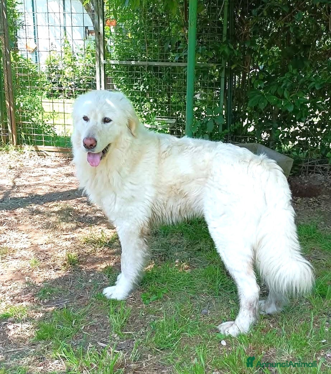 Pastore Maremmano cani in regalo: Leone buonissimo 3 anni  - Annuncio 4