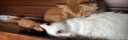 Maine Coon gatti in vendita: Cuccioli maine coon (Lestat X Hvitt Lys) - Annuncio 7