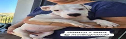 Meticcio cani in regalo: Meticci dolcissimi da salvare a Provincia di Pavia - Annuncio 5