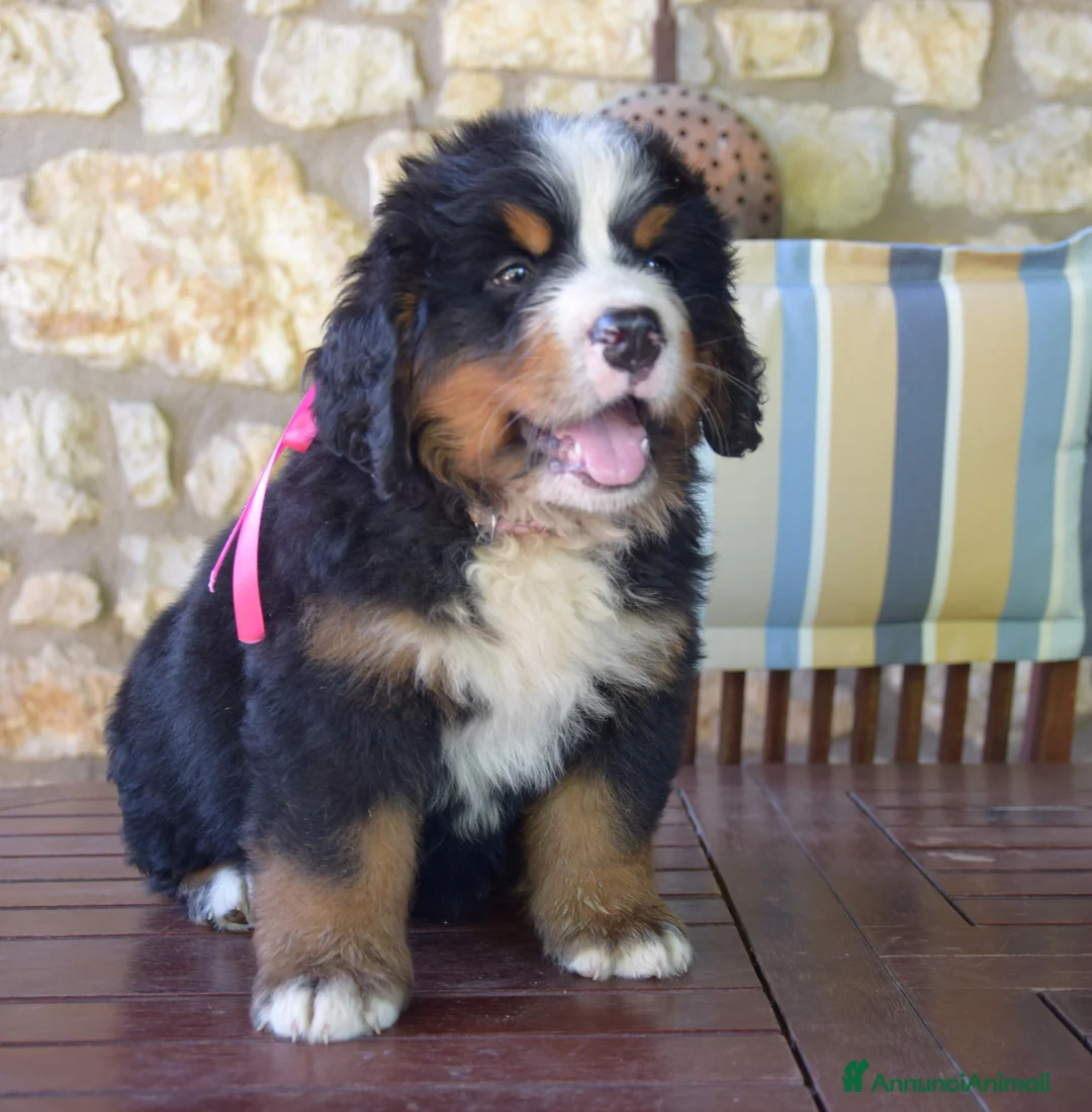 Immagine della galleria {{count}}