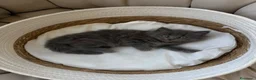 Siberiano gatti in vendita: Gattina siberiana a Provincia di Cuneo - Annuncio 5