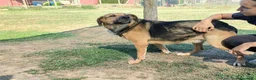 Meticcio cani in regalo: Lulù, strepitosa simil Pastore Tedesco  - Annuncio 10