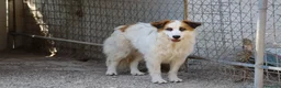 Meticcio cani in regalo: Sofia: amichevole e tranquilla, dolce con tutti  - Annuncio 14