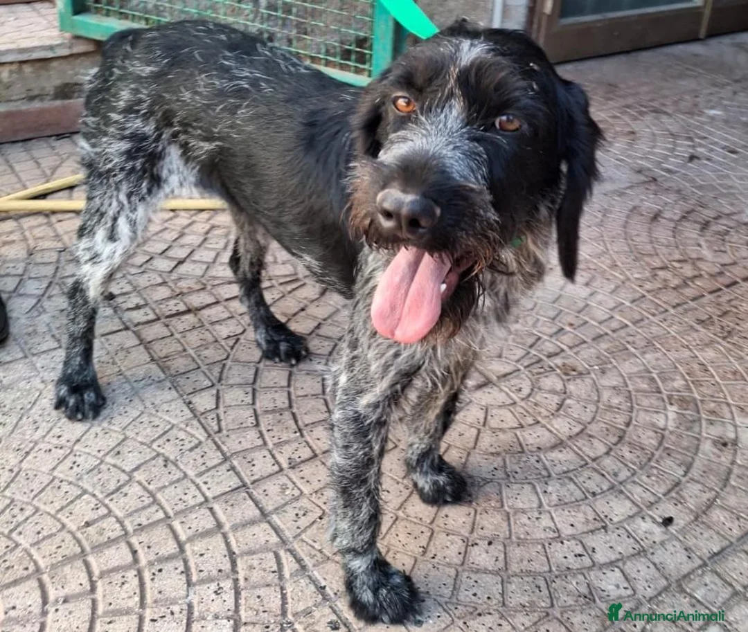Drahthaar cani in regalo: Fabiana: dolcissima giovane Drahthaar - Annuncio 1