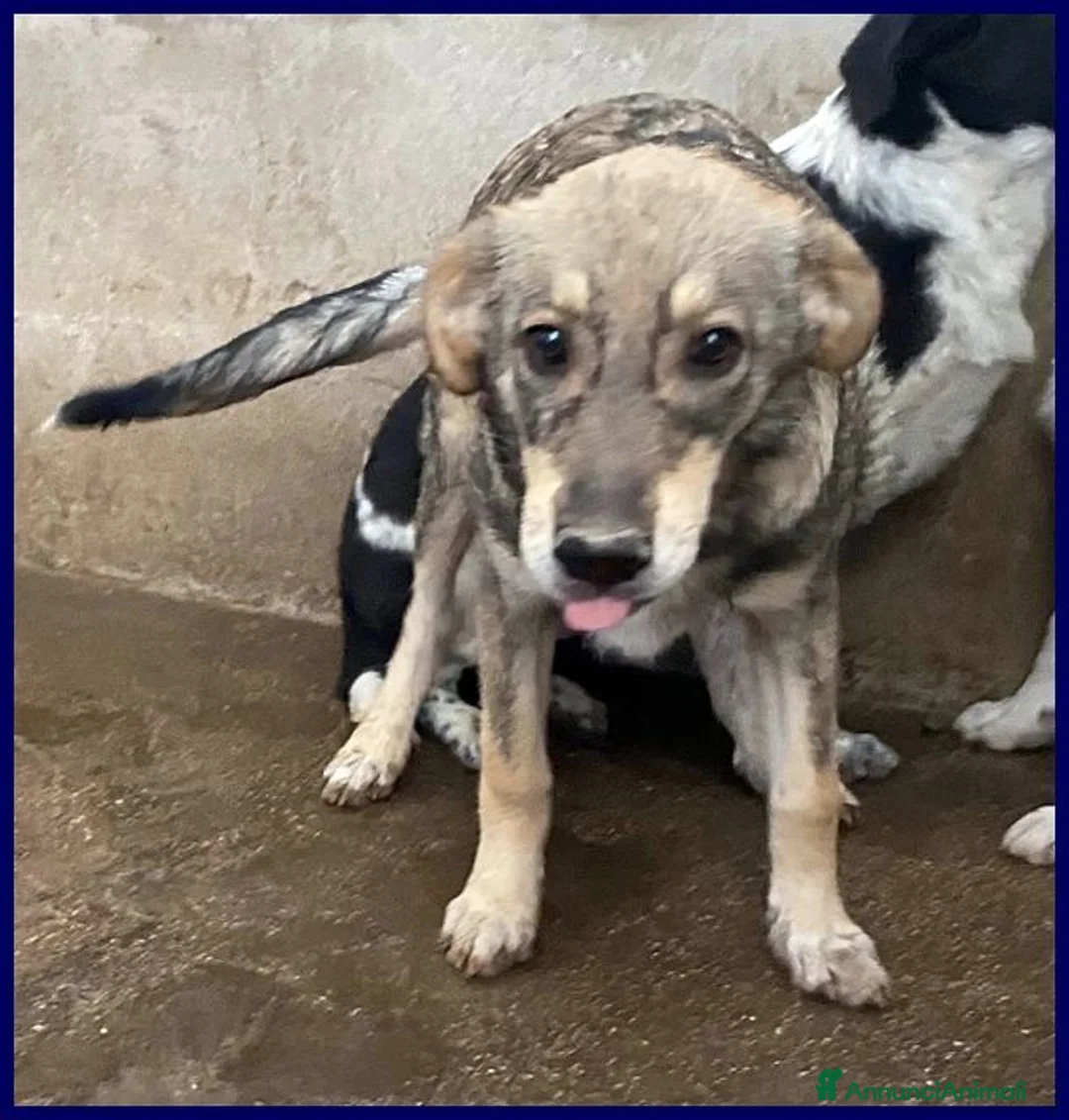 Meticcio cani in regalo: FLAVIA una bella timidina - Annuncio 2
