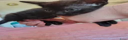Bengala gatti in vendita: Gattini bengala dolcissimi - Annuncio 15