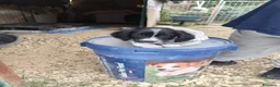 Meticcio cani in regalo: CUCCIOLI 2 mesi taglia media - Annuncio 3