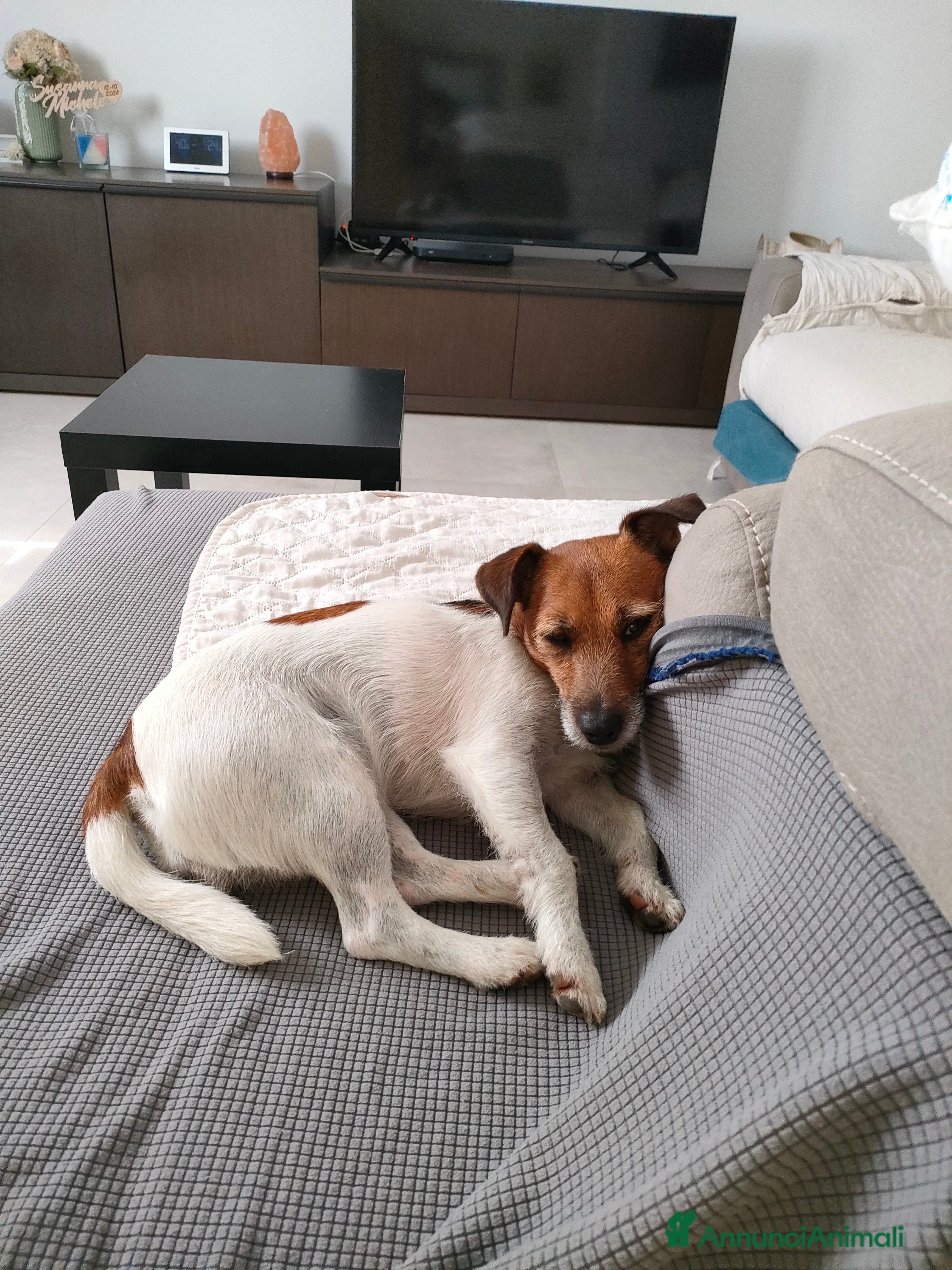 Jack Russell cani Jack Russell Terrier Broken intera 3 anni e mezzo - Annuncio 2