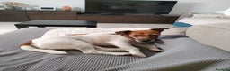 Jack Russell cani in regalo: Jack Russell Terrier Broken intera 3 anni e mezzo - Annuncio 2