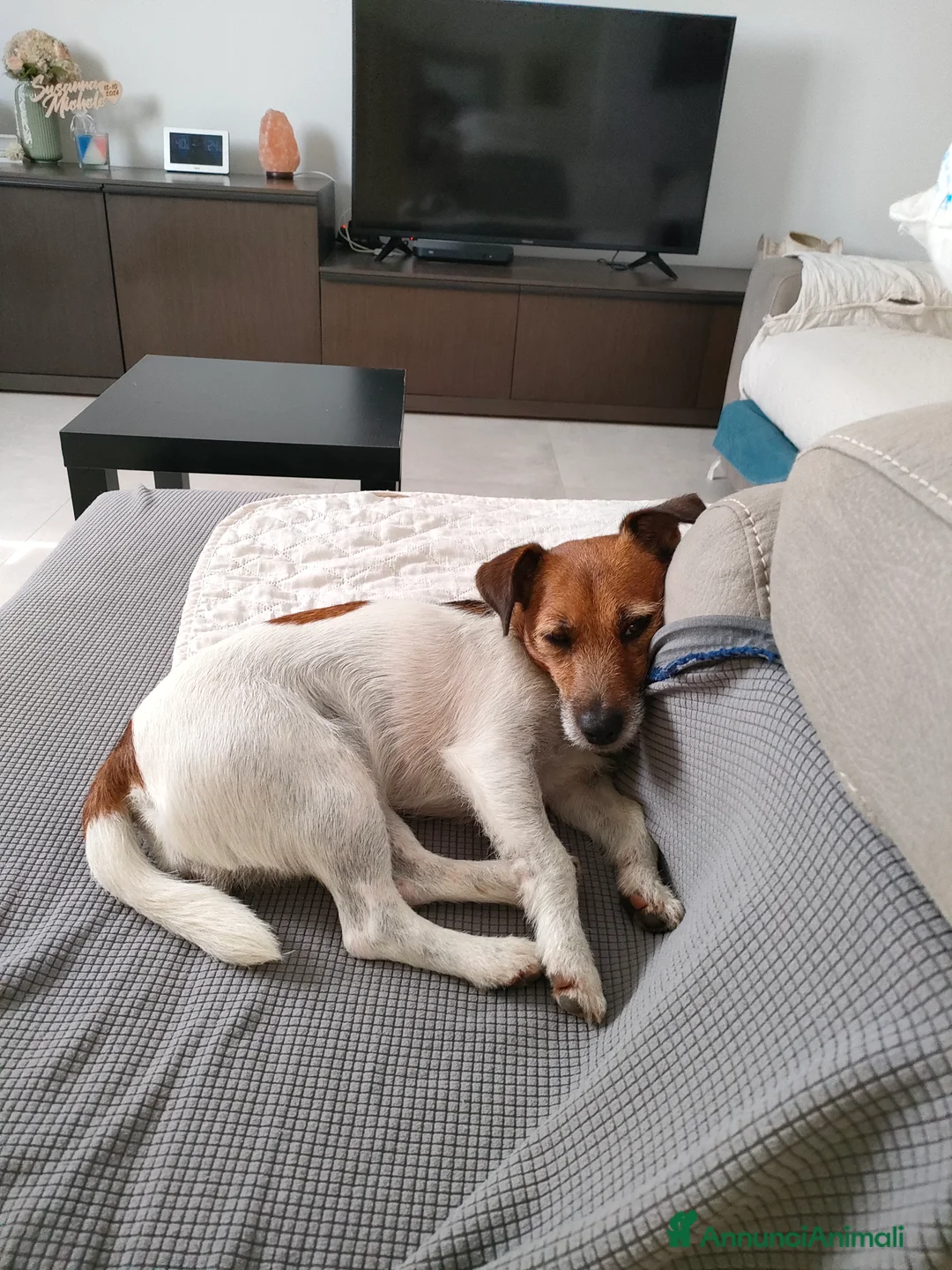 Jack Russell cani in regalo: Jack Russell Terrier Broken intera 3 anni e mezzo - Annuncio 2