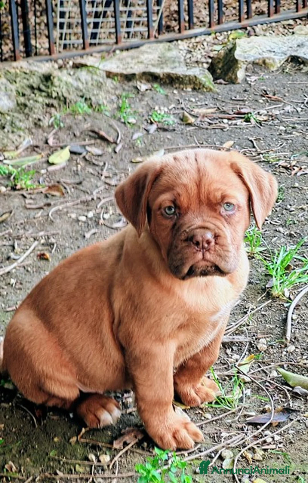 Dogue de Bordeaux cani in vendita: Dogue de Bordeaux cuccioli a Città metropolitana di Roma Capitale - Annuncio 3