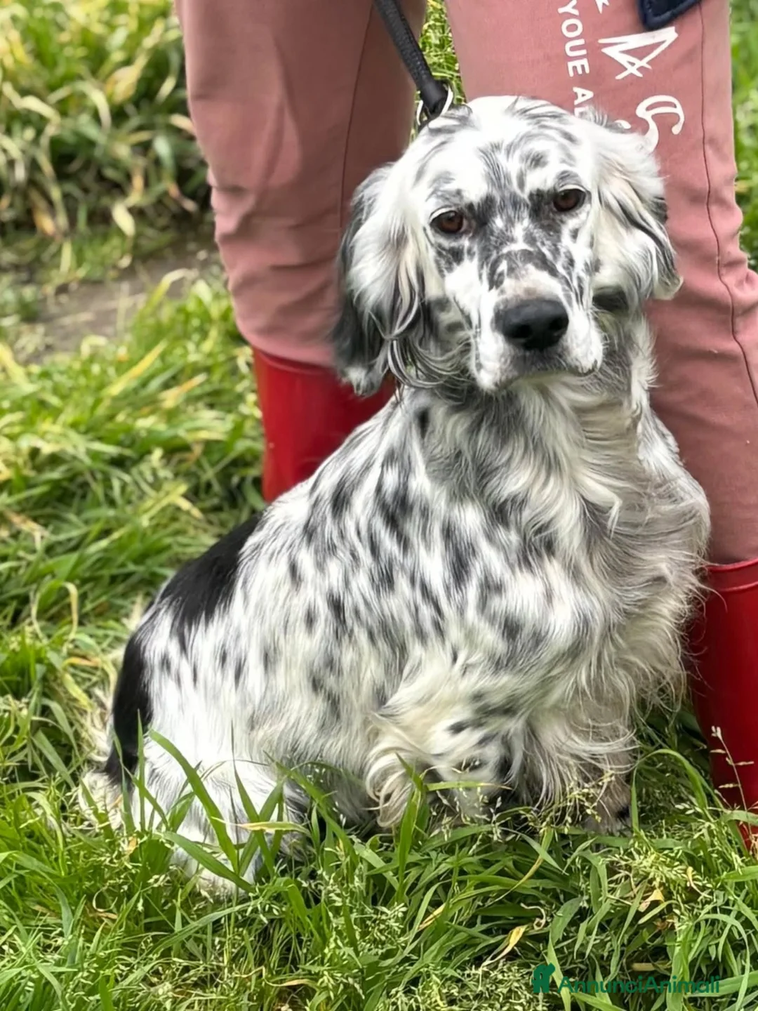 Setter Inglese cani in regalo: STELLA setter inglese 2 anni cerca cacsa adozione - Annuncio 2