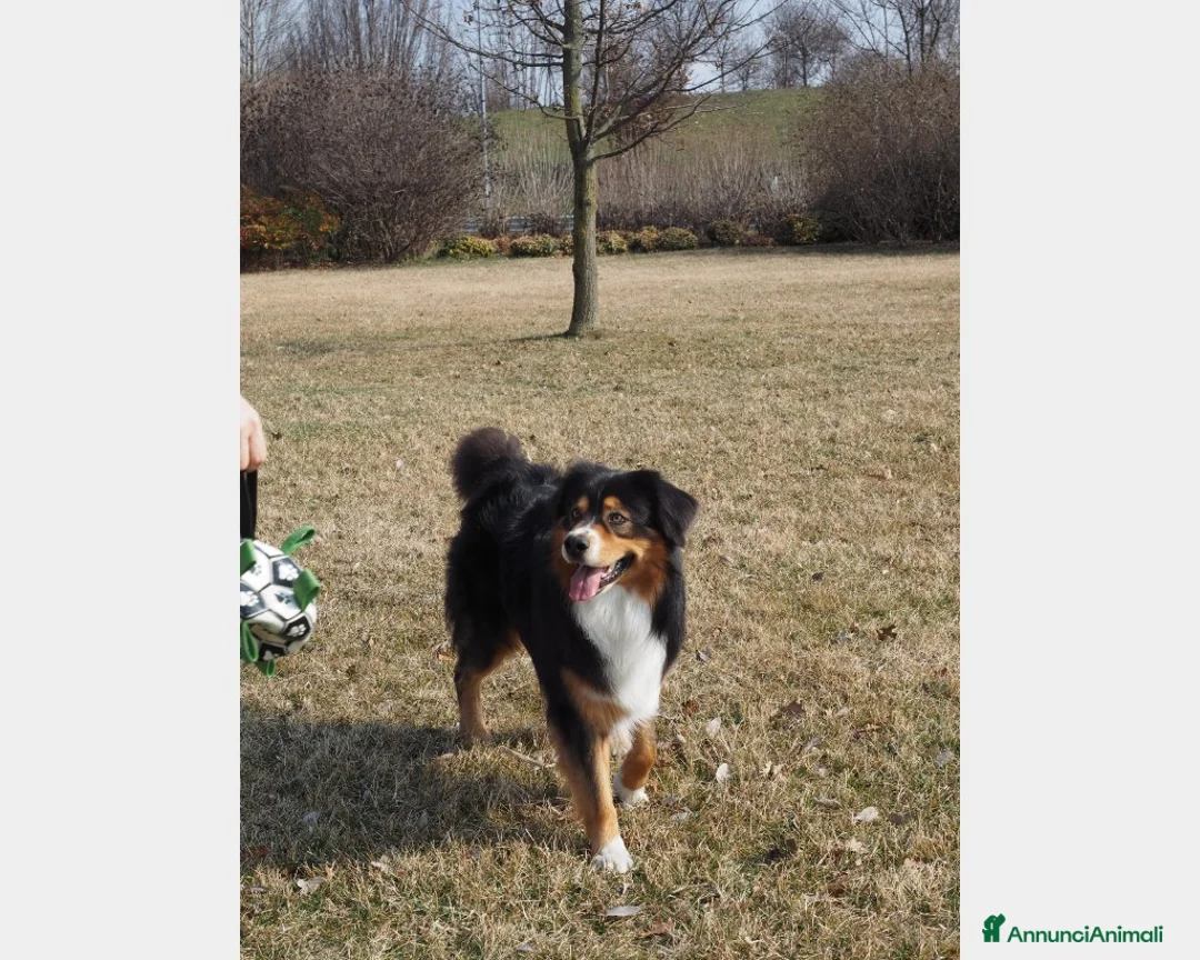 Australian Shepherd cani per accoppiamento: Australian Shepherd tricolore NBT cerca fidanzata  a Provincia di Asti - Annuncio 4