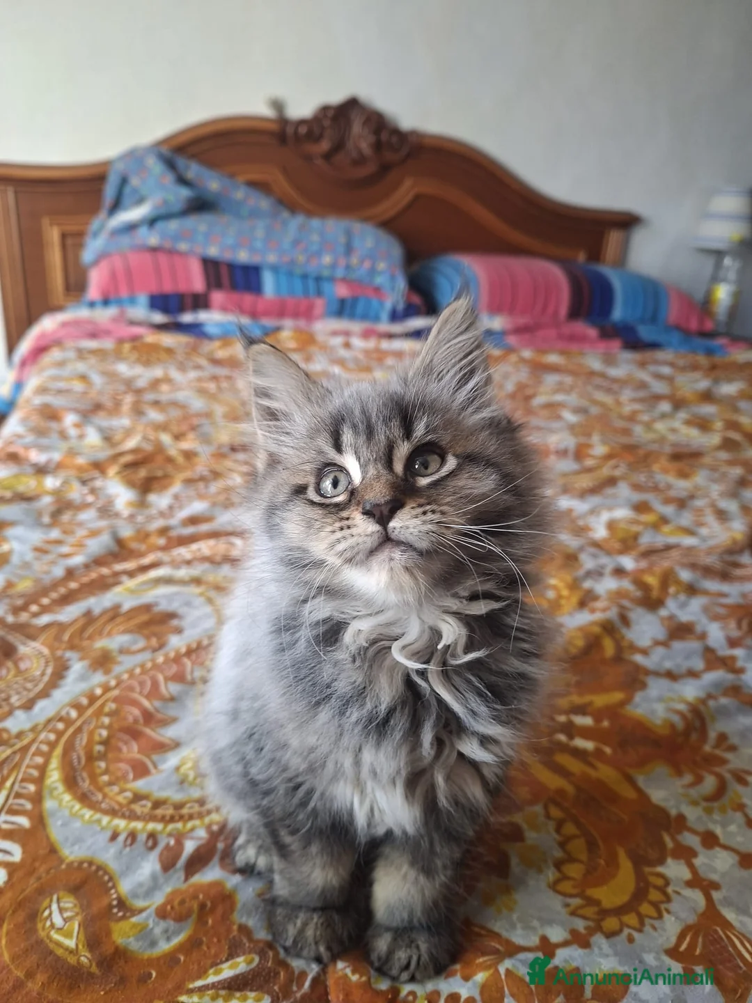 Maine Coon gatti in vendita: Nimue e Norberto  - Annuncio 3