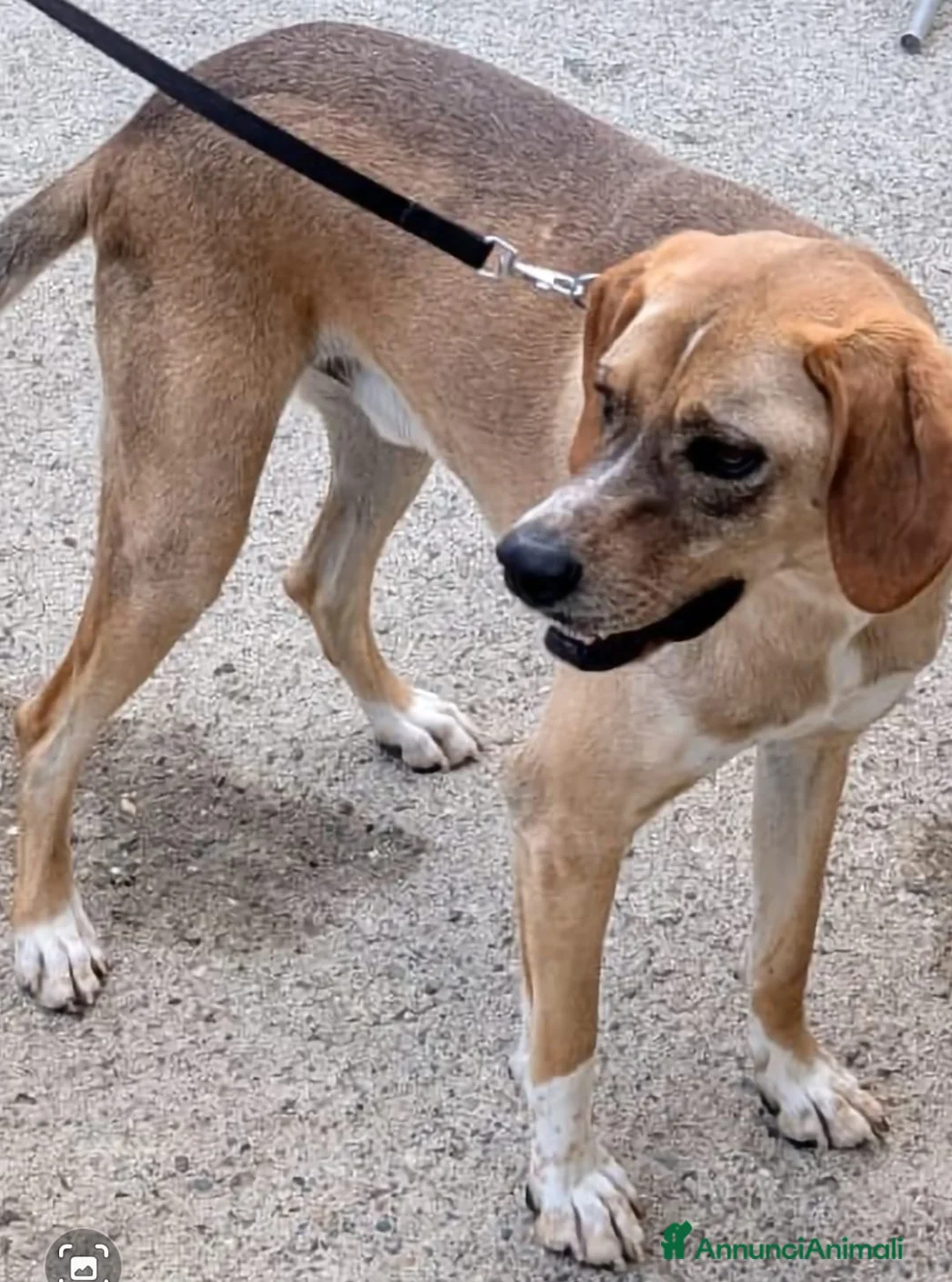 Meticcio cani in regalo: Dylan, splendido meticcio a Città metropolitana di Milano - Annuncio 3