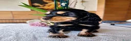 Cocker cani in vendita: Cuccioli di Cocker Spaniel Inglese  - Annuncio 14