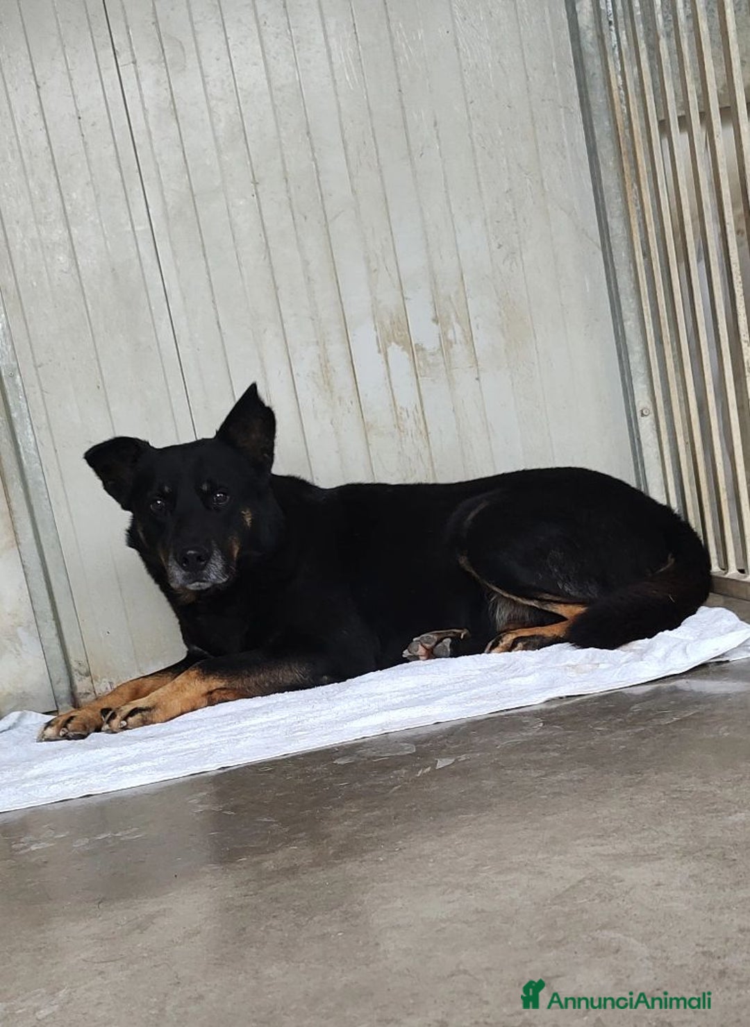 Meticcio cani in regalo: Adotta Sam a Provincia di Treviso - Annuncio 4