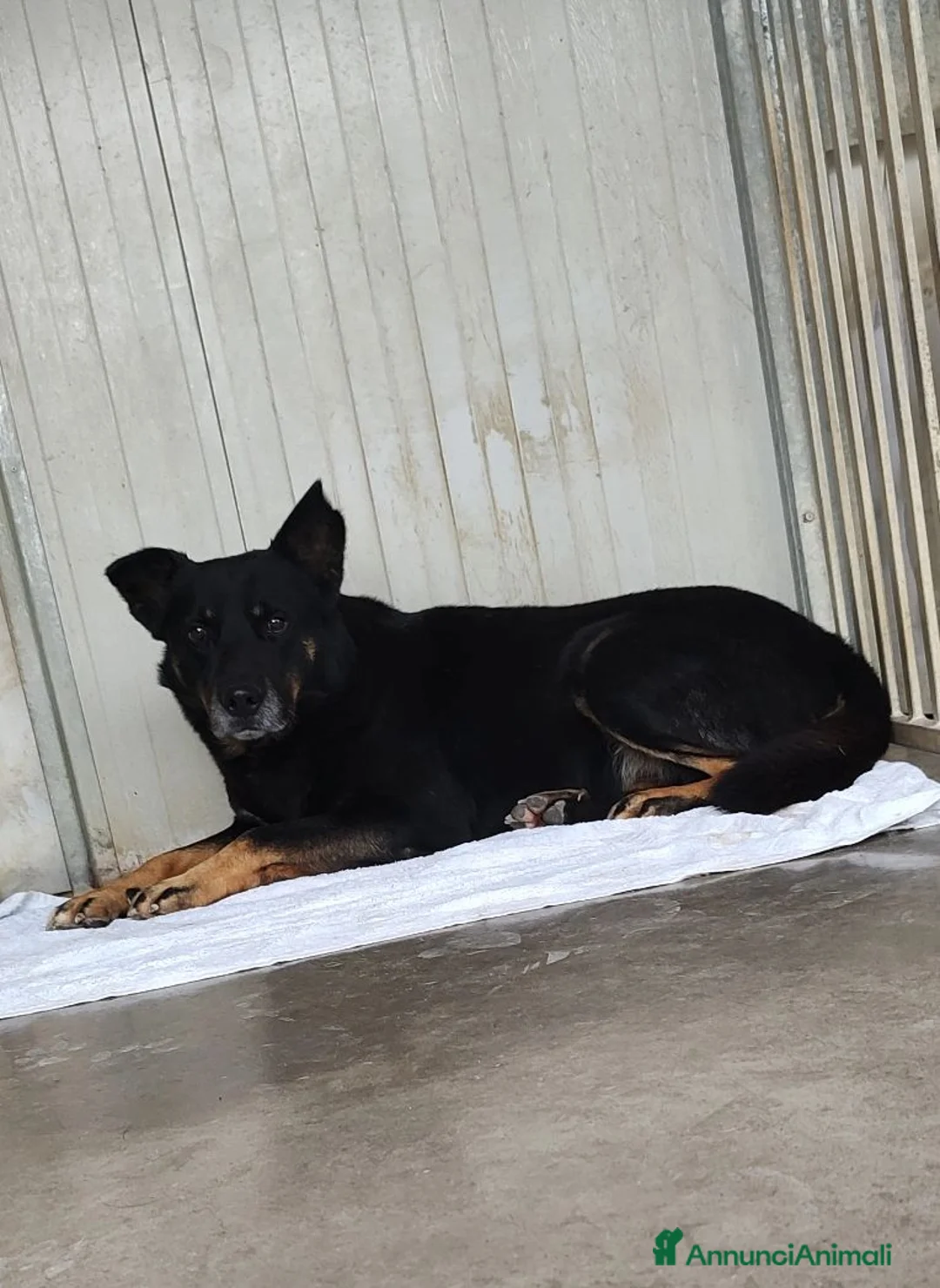 Meticcio cani in regalo: Adotta Sam a Provincia di Treviso - Annuncio 4