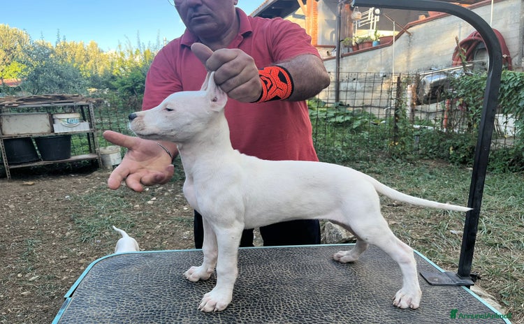 Dogo Argentino cani a Città metropolitana di Palermo - Annuncio 1
