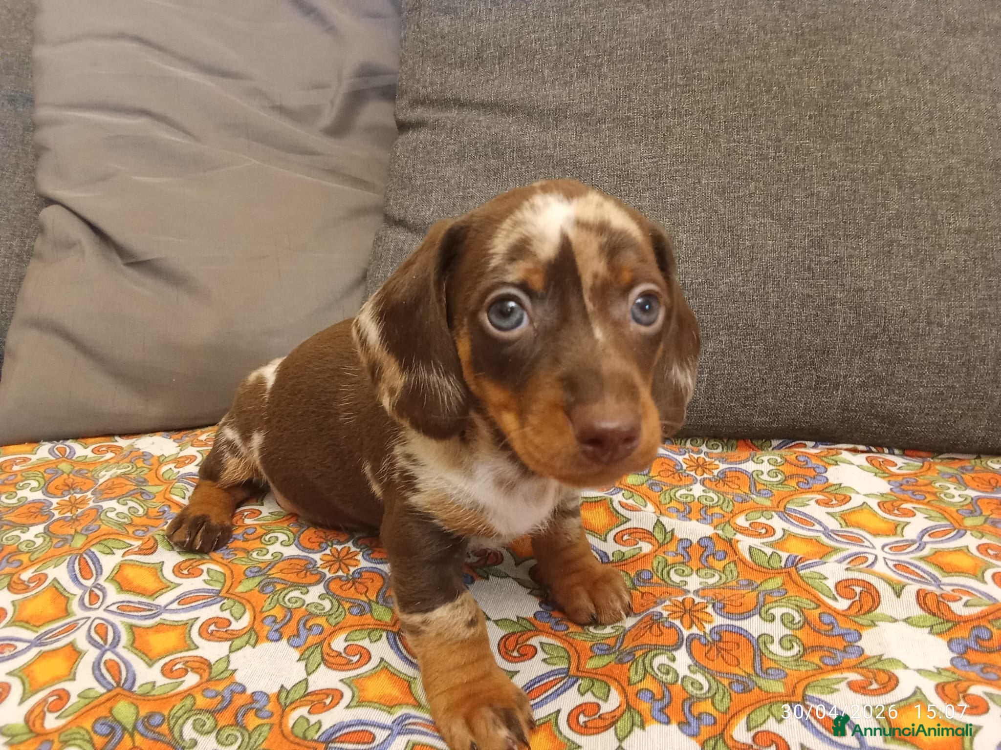 Bassotto cani Bassotto Arlecchino maschio - Annuncio 2