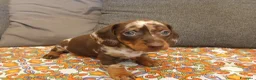 Bassotto cani in vendita: Bassotto Arlecchino maschio - Annuncio 3