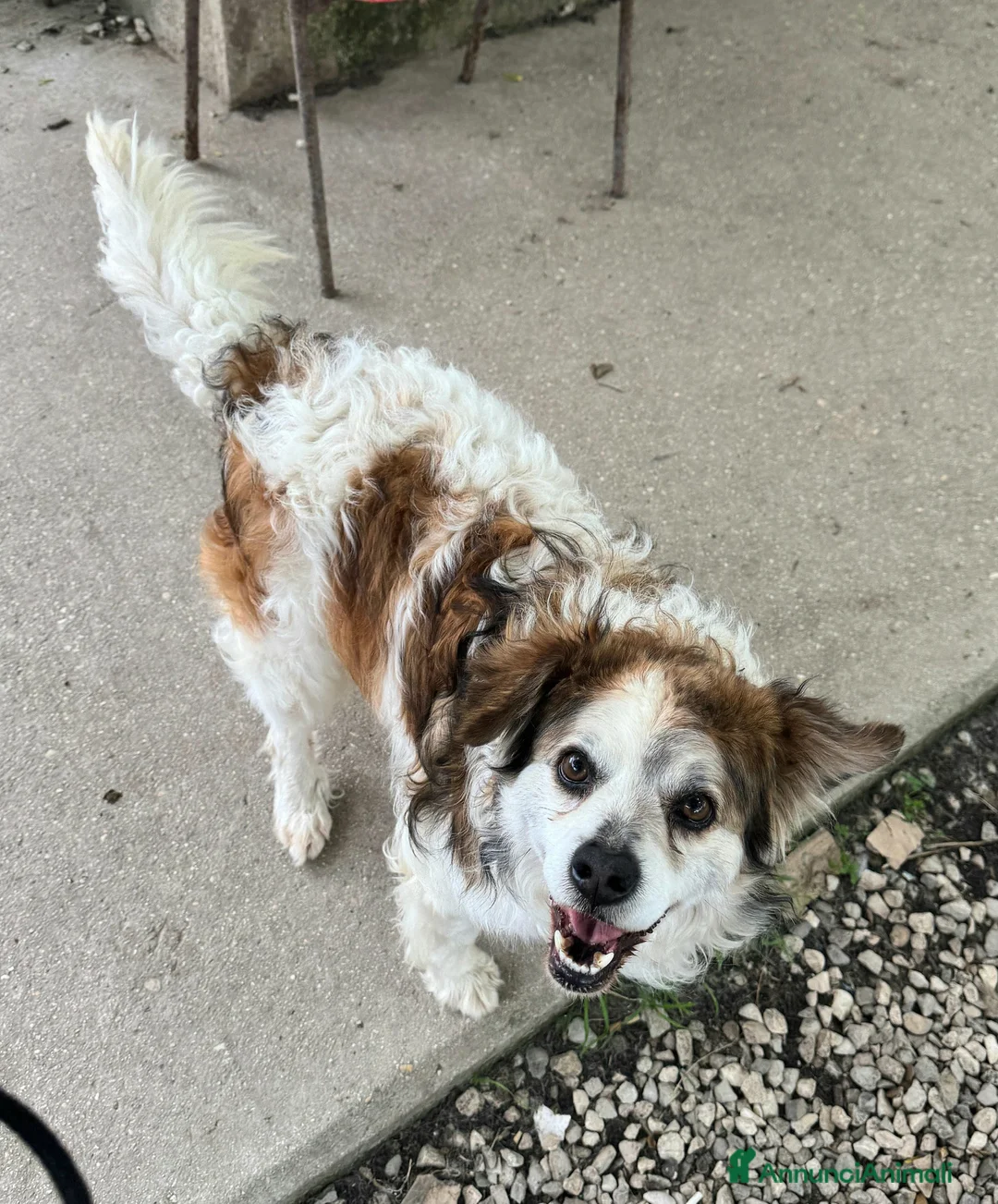 Meticcio cani in regalo: Birillo 4 anni Taglia piccola  - Annuncio 1