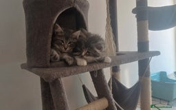 Norvegese gatti in vendita: Gatti delle foreste norvegesi  a Provincia di Vicenza - Immagine 5