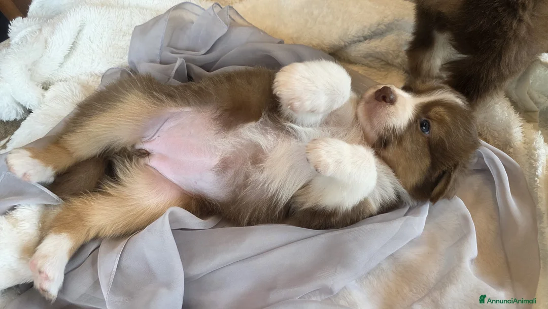 Australian Shepherd cani in vendita: Vendita cuccioli australian  shepherd  - Annuncio 23