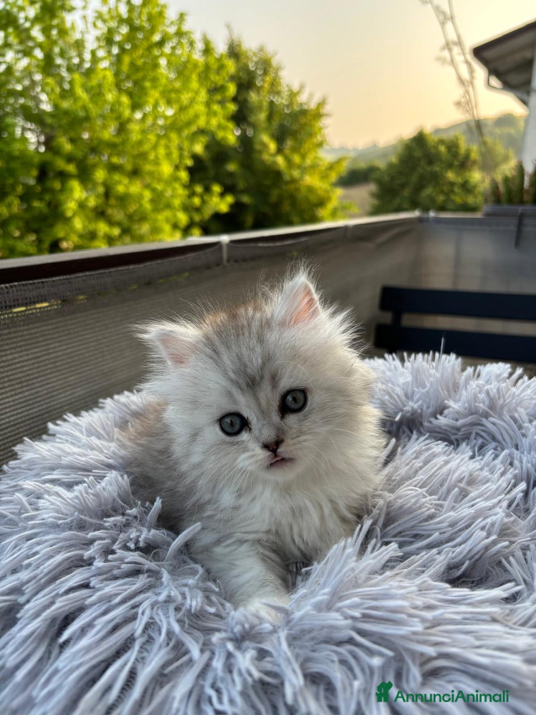 Persiano gatti in vendita: Gattini persiani Chinchilla e Himalayani  a Provincia di Ravenna - Immagine 8