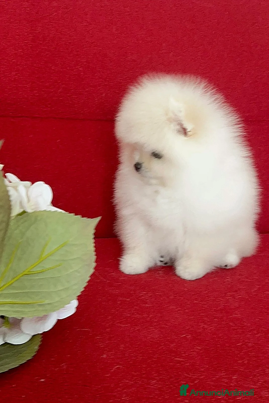 Volpino Pomerania cani in vendita: Femmine di Pomerania - Annuncio 5