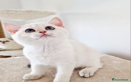 Scottish gatti in vendita: Scottish  a Provincia di Pavia - Immagine 4