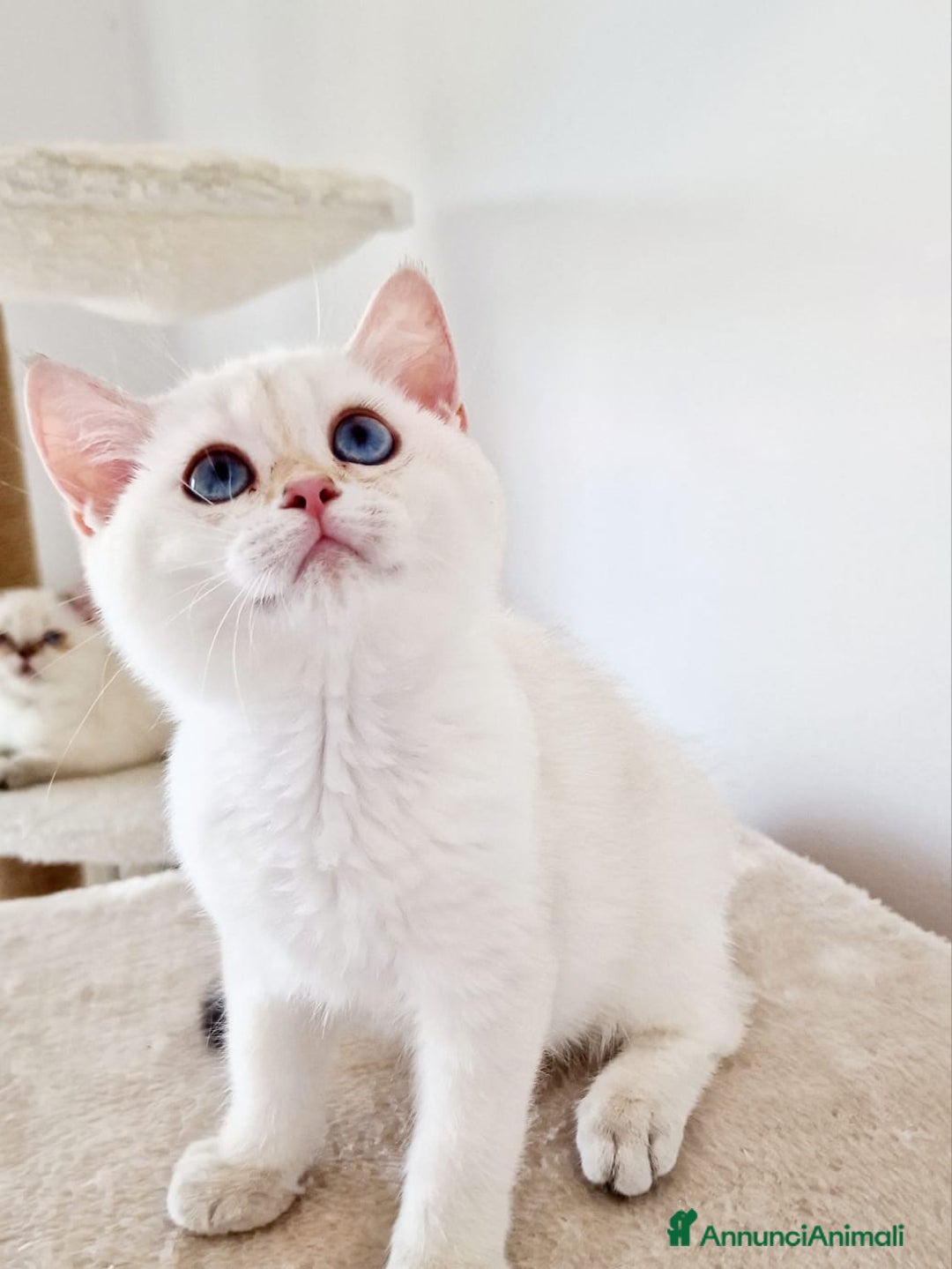 Scottish gatti in vendita: Scottish  a Provincia di Pavia - Immagine 4