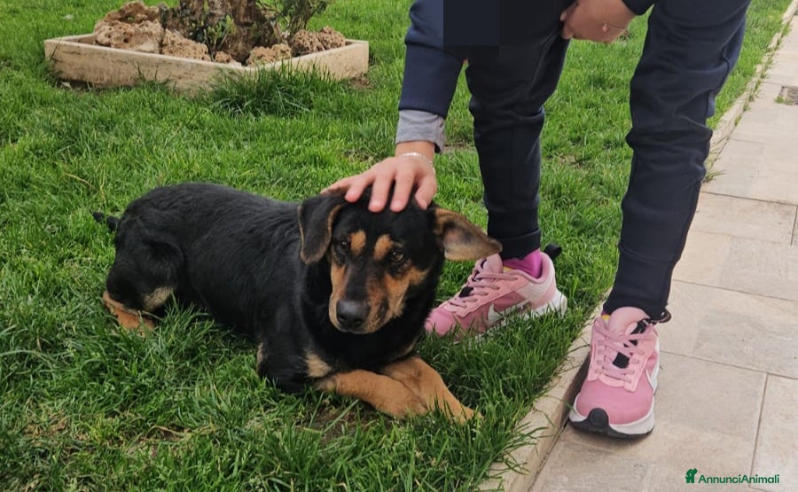 Meticcio cani Ralph: taglia piccola socievole affettuoso  - Annuncio 2