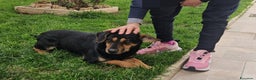 Meticcio cani in regalo: Ralph: taglia piccola socievole affettuoso  - Annuncio 2