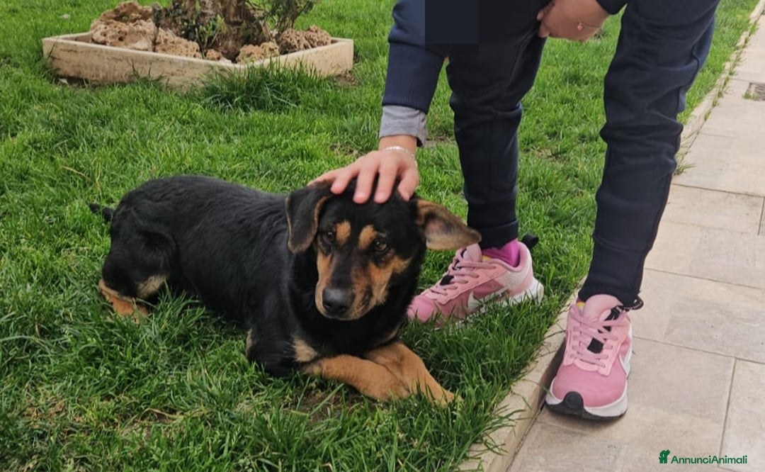 Meticcio cani in regalo: Ralph: taglia piccola socievole affettuoso  - Annuncio 2