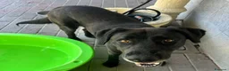 Meticcio cani in regalo: ELIJA SPLENDIDA LABRADOR - Annuncio 4