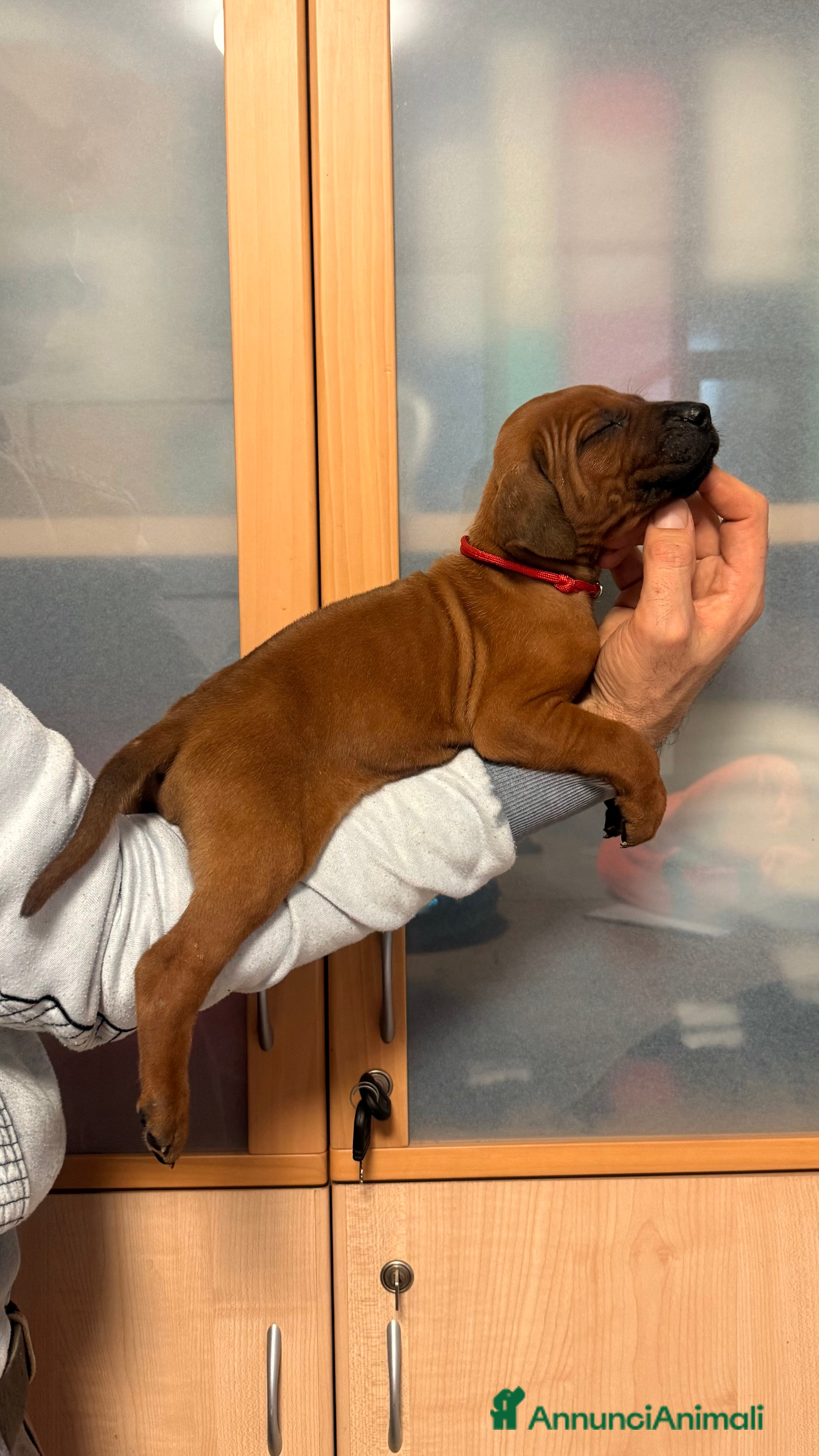 Rhodesian Ridgeback cani Super cuccioli di Rhodesian Ridgeback con pedigree - Annuncio 35