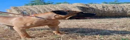 Cane Corso cani in vendita: Cane corso - Annuncio 3