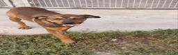 Meticcio cani in regalo: Jordan: cucciolotto taglia contenuta socievole  - Annuncio 4