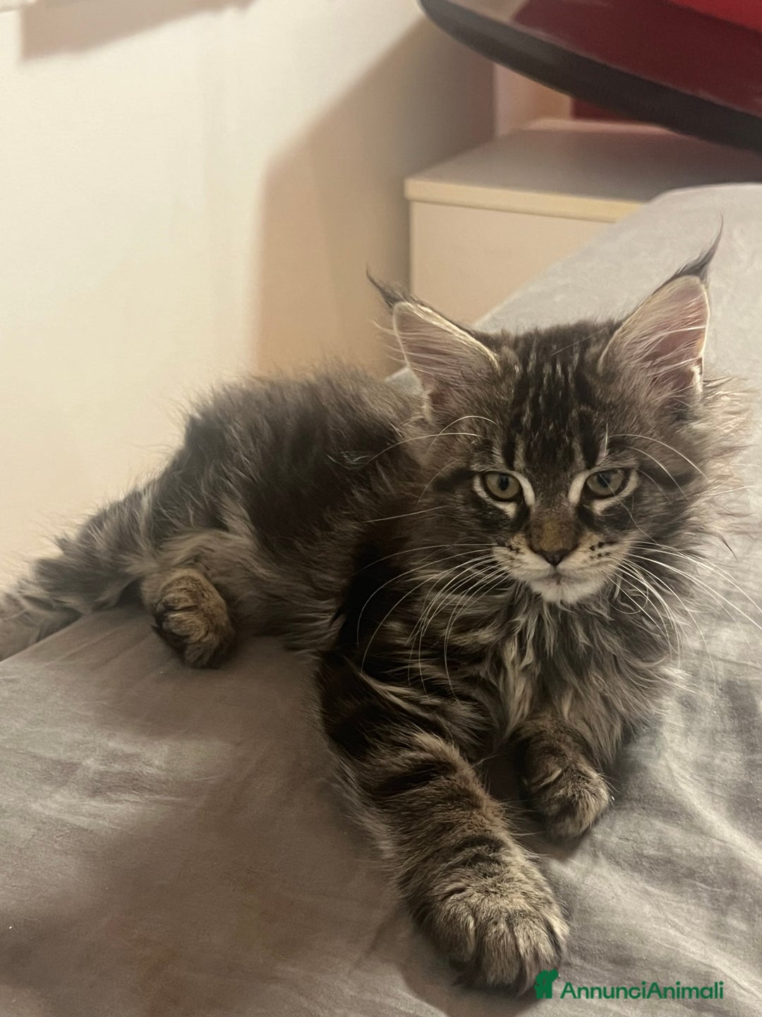 Maine Coon gatti in vendita: vendo 3 MAINE COON DI CUCCIOLATA DI 8 - Annuncio 3