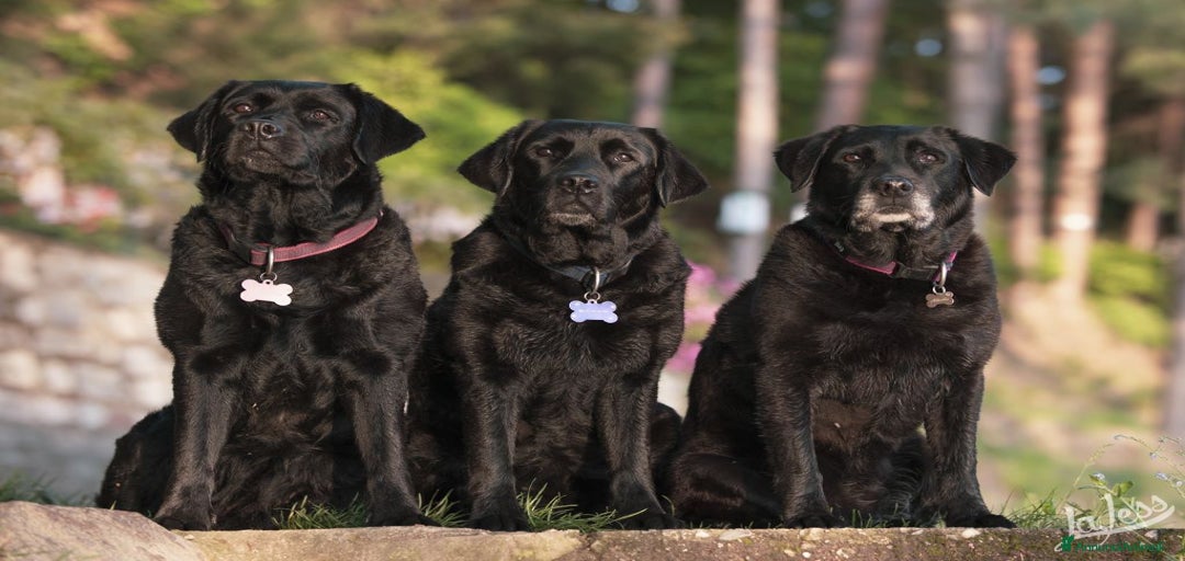 Immagine della galleria {{count}}