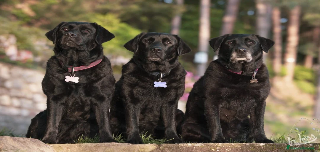 Immagine della galleria {{count}}