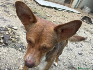 Meticcio cani CANGU/DUMBO ASPETTA TE - Annuncio 23