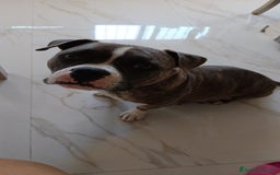 American Bully cani in vendita: American bully pocket  - Immagine 4