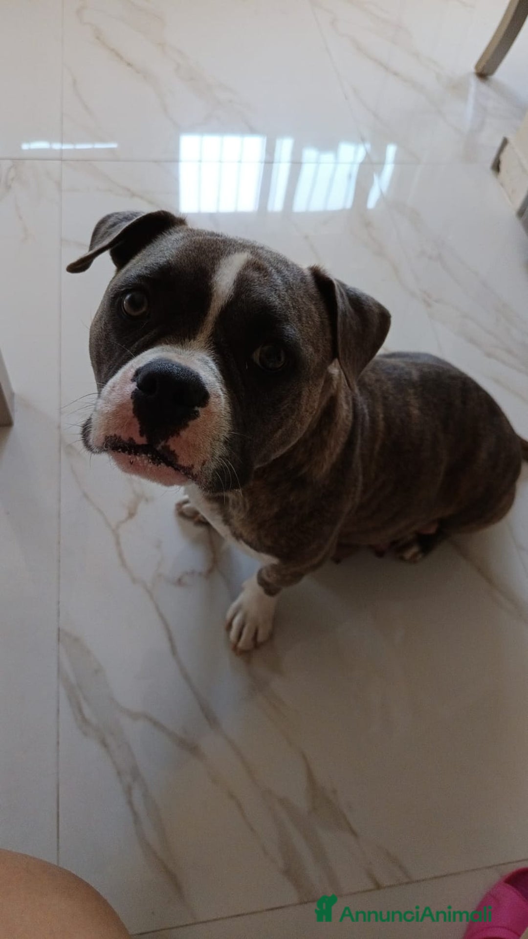 American Bully cani in vendita: American bully pocket  - Immagine 4